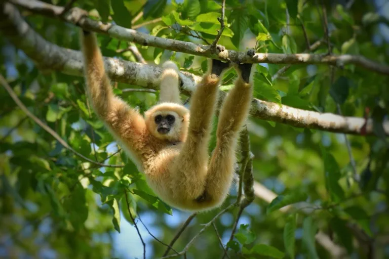 Khao Yai National Park 2