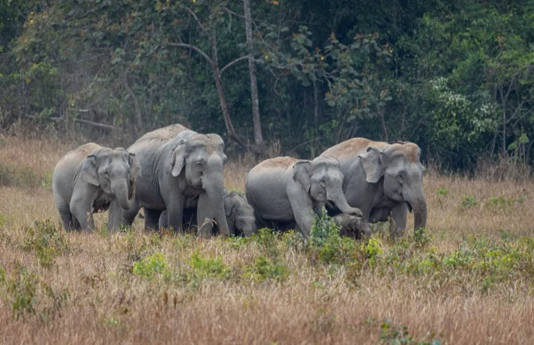 Khao Yai National Park 3