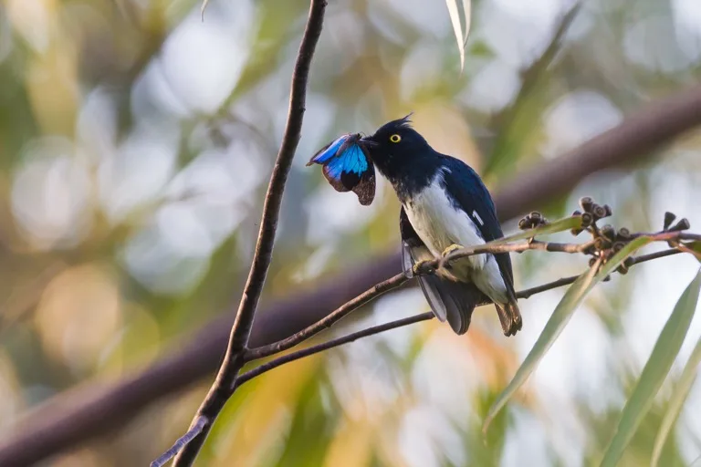 Kibale National Park / Kibale Forest 1