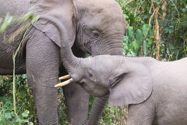 Kibale National Park / Kibale Forest 2