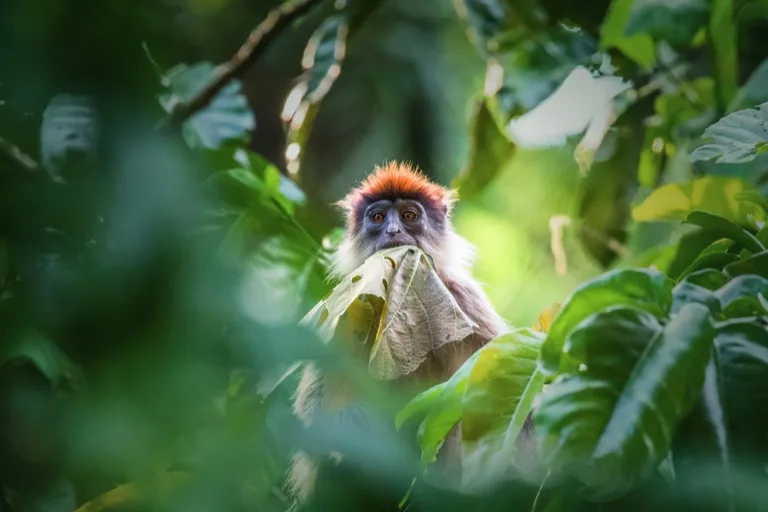 Kibale National Park / Kibale Forest 3