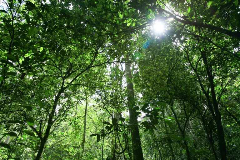 Kibale National Park / Kibale Forest 4