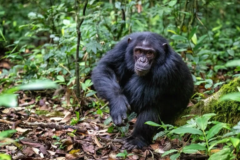 Kibale National Park / Kibale Forest
