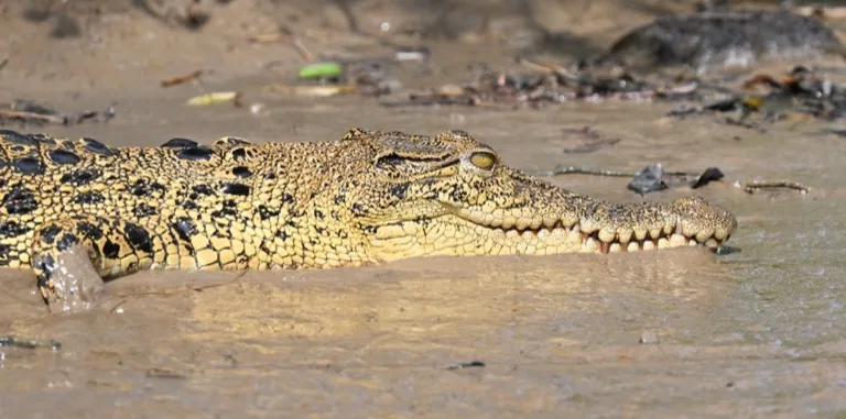Saltwater Crocodile