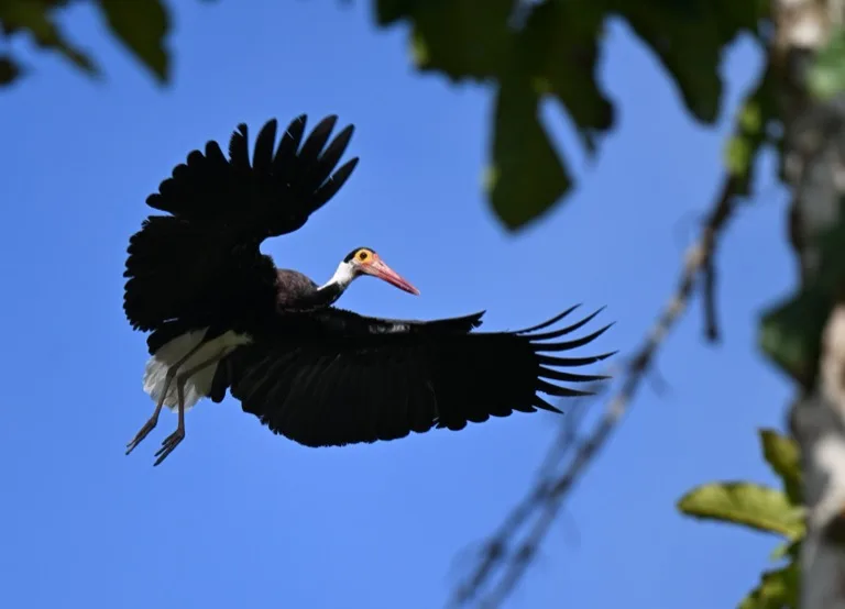 Storm's Stork