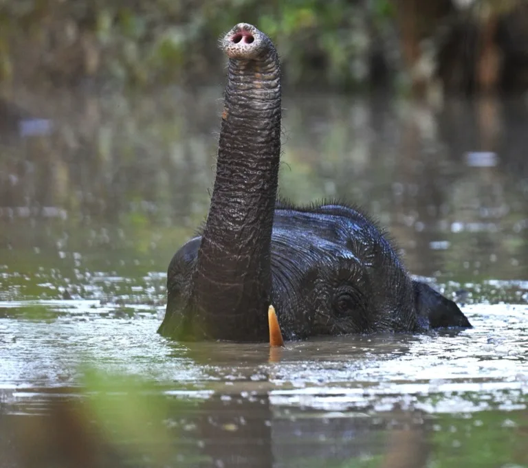 Pygmy Elephant