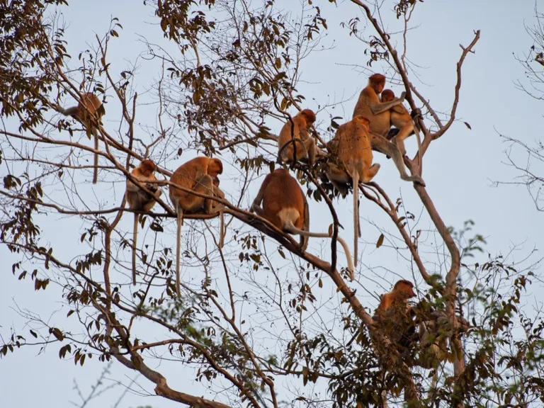 Proboscis monkeys resting on a tree