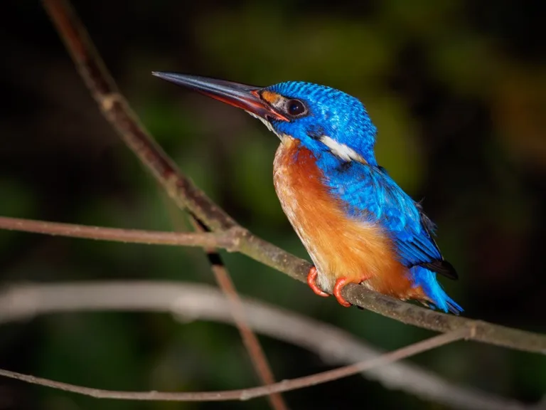 Blue-eared Kingfisher