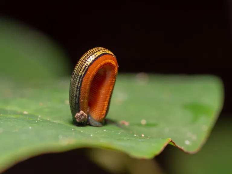 Leech (Haemadipsa sp.)