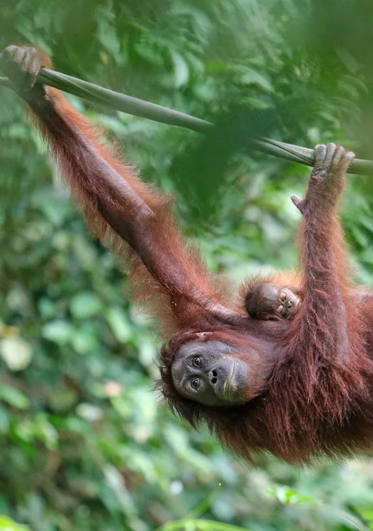 Brown Orangutan climbing
