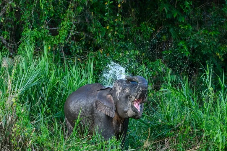 Lower Kinabatangan Wildlife Sanctuary