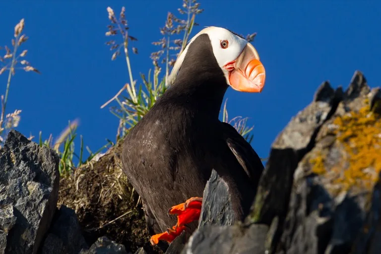 Kodiak National Wildlife Refuge 2