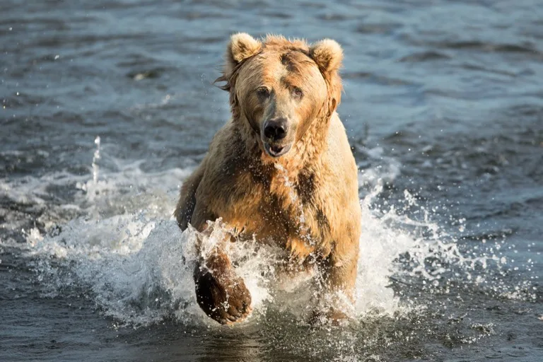 Kodiak National Wildlife Refuge