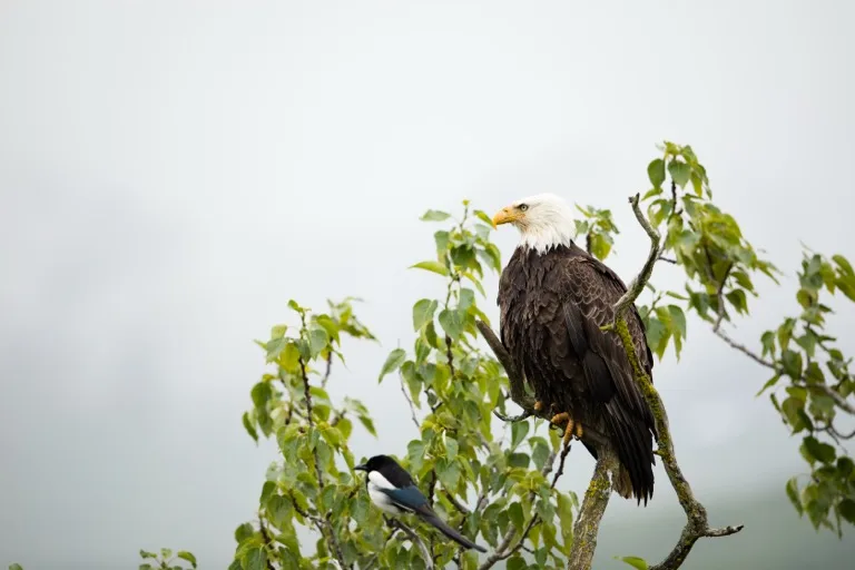Kodiak National Wildlife Refuge 3