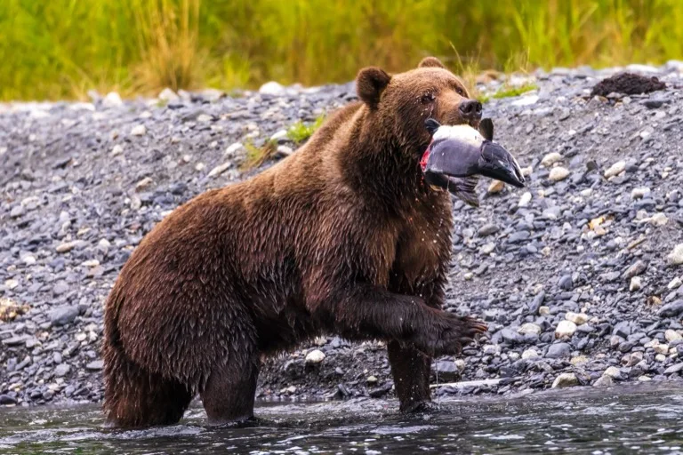 Kodiak National Wildlife Refuge 1