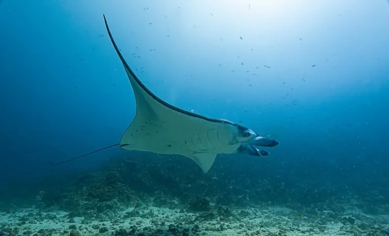 Komodo National Park 2