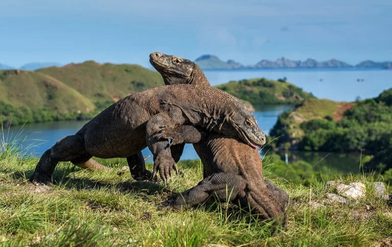 Komodo National Park