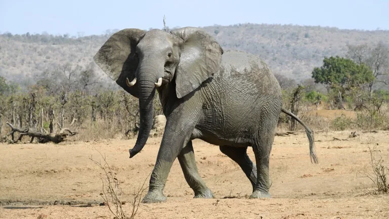 Kruger National Park