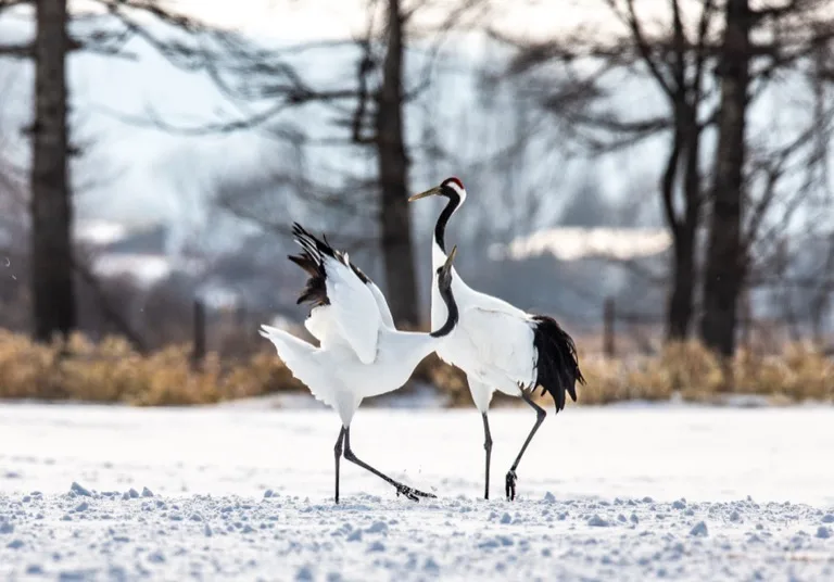 Kushiro Shitsugen National Park / Tsurui