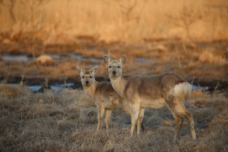 Kushiro Shitsugen National Park / Tsurui 3