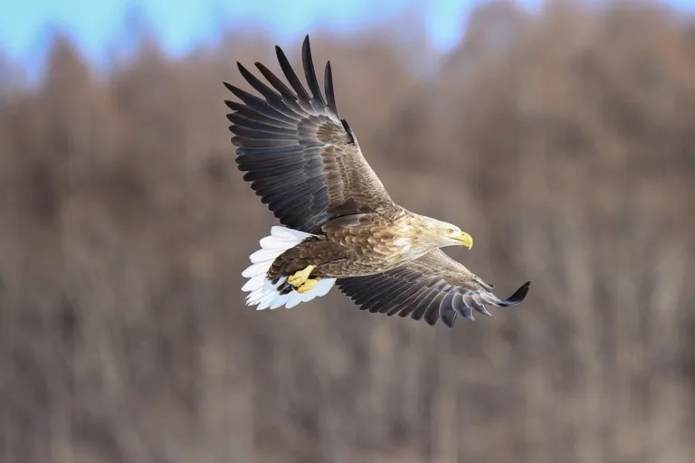 Kushiro Shitsugen National Park / Tsurui 4
