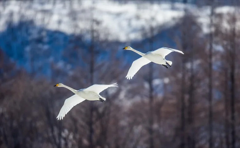 Kushiro Shitsugen National Park / Tsurui 2