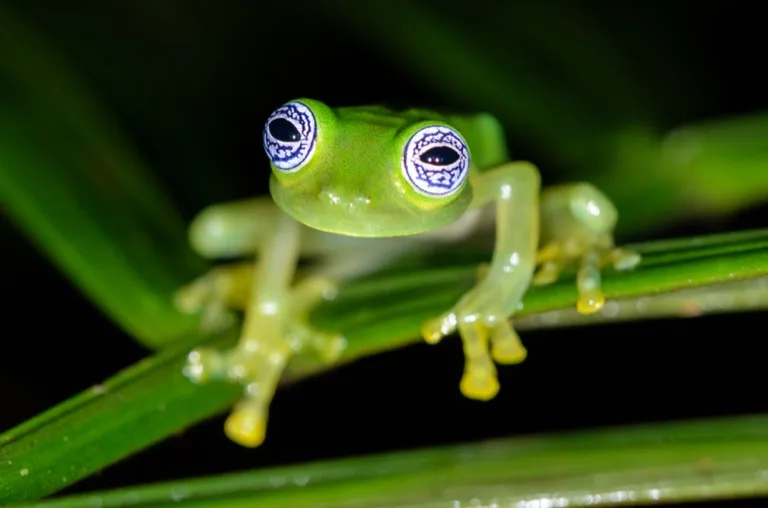 Sarapiqui 1