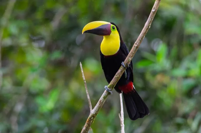 Sarapiqui