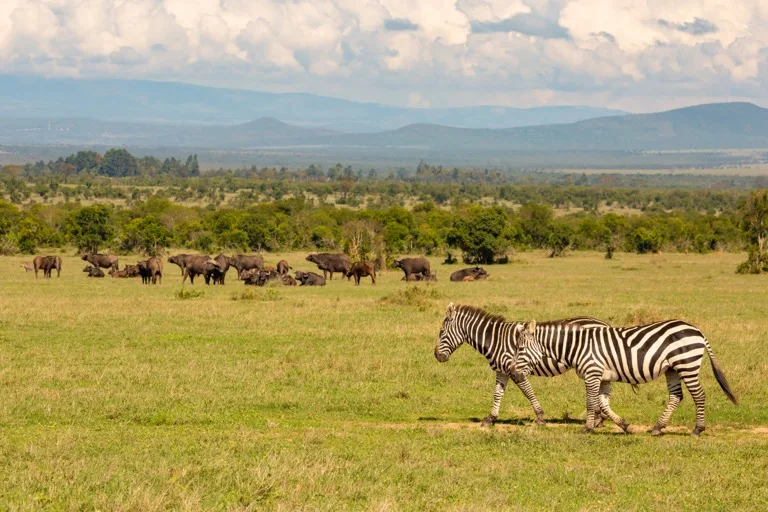 Laikipia Plateau / Conservancies 4