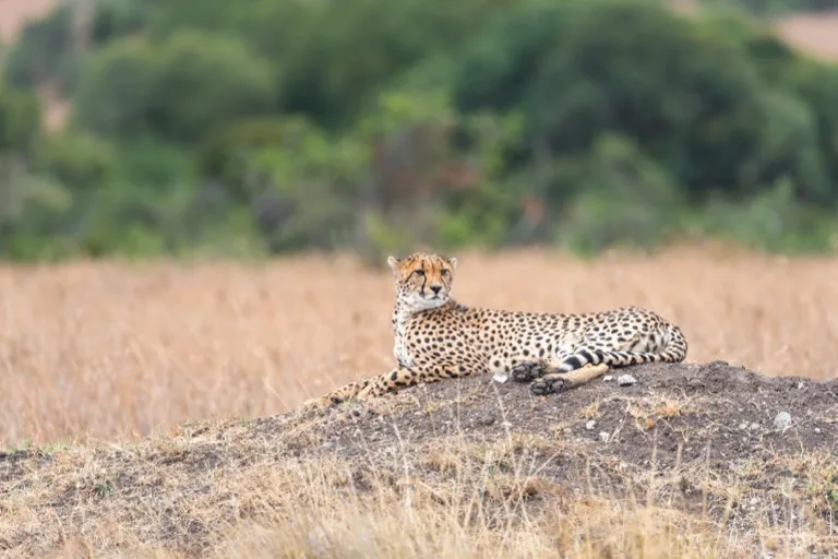 Laikipia Plateau / Conservancies 1