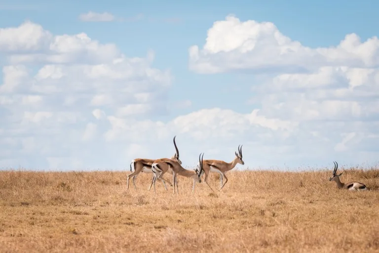 Laikipia Plateau / Conservancies