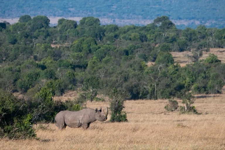 Laikipia Plateau / Conservancies 2