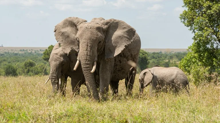 Laikipia Plateau / Conservancies 3