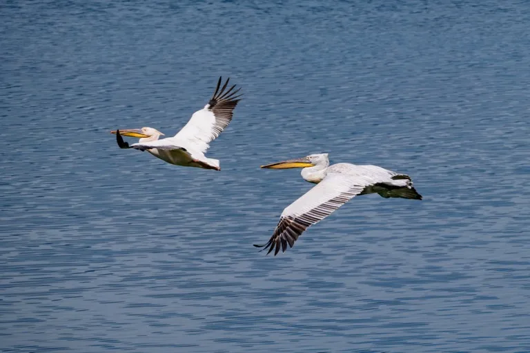 Lake Kerkini 1