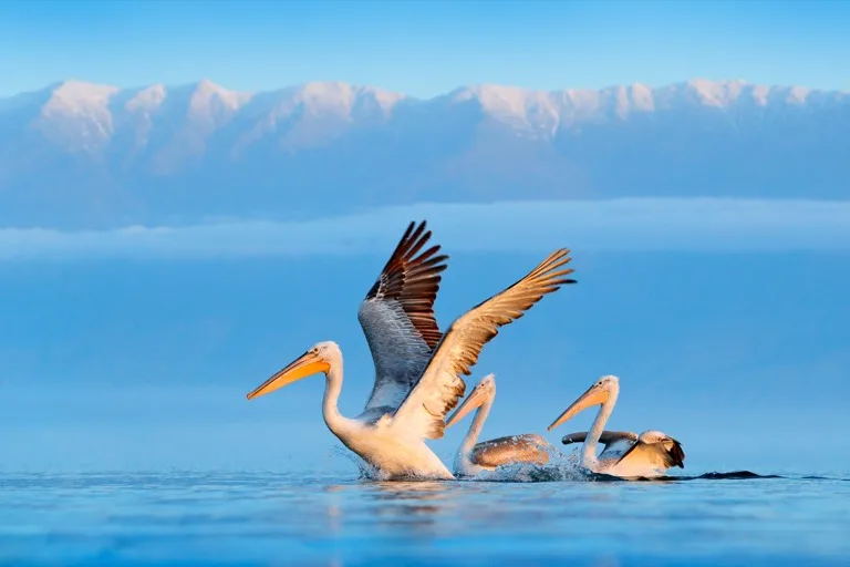 Lake Kerkini