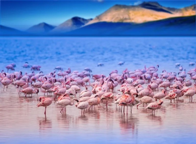 Lake Nakuru National Park 1