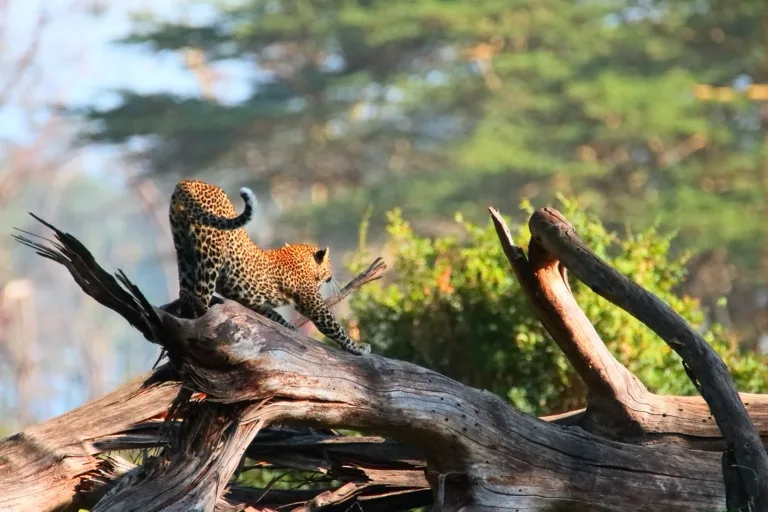 Lake Nakuru National Park 2