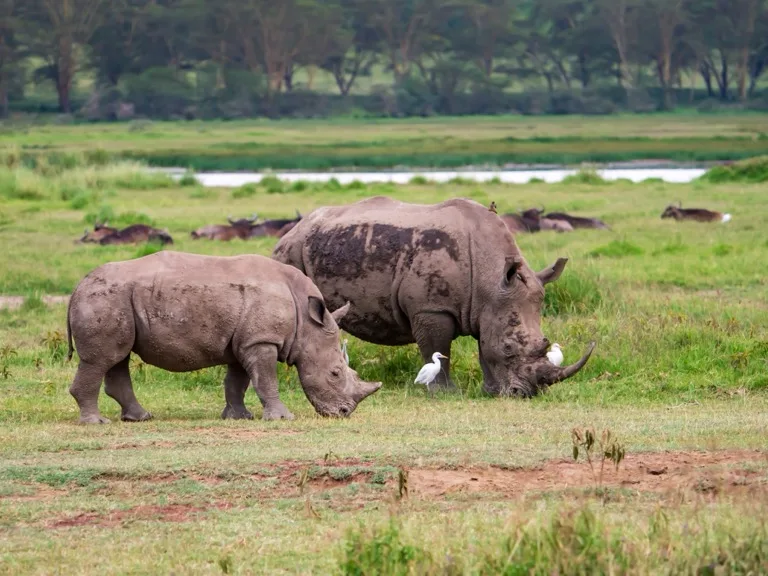 Lake Nakuru National Park 3