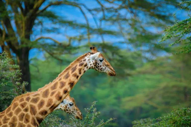 Lake Nakuru National Park