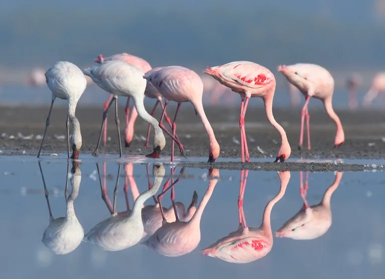 Little Rann of Kutch Wildlife Sanctuary 1