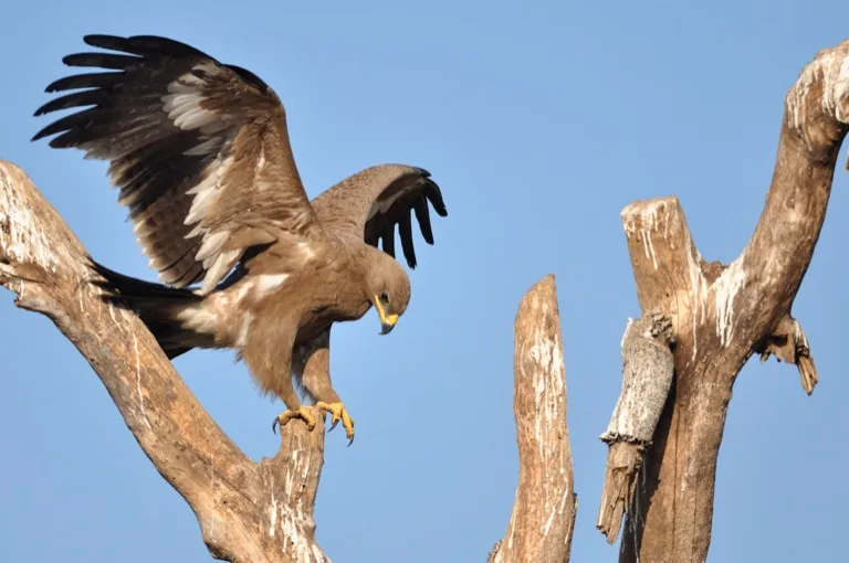 Little Rann of Kutch Wildlife Sanctuary 2