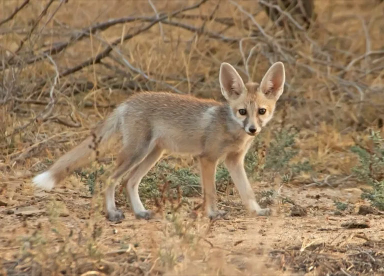 Little Rann of Kutch Wildlife Sanctuary 3