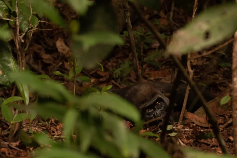Loango National Park 1