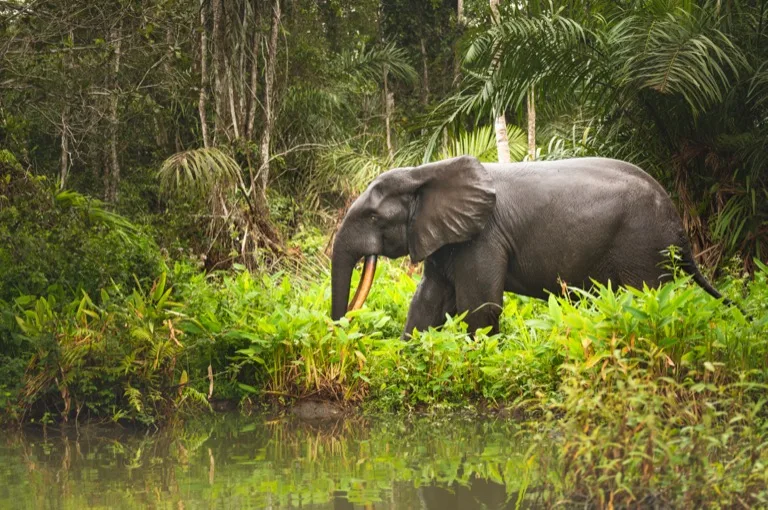 Loango National Park 2