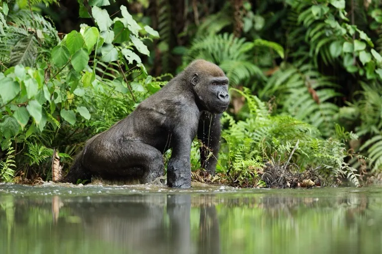 Loango National Park 3