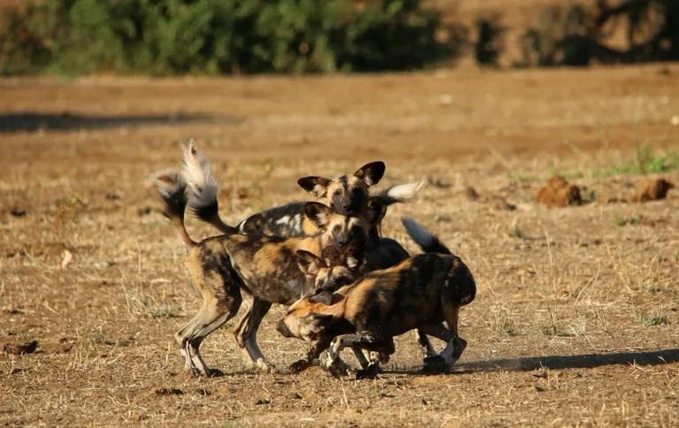 Lower Zambezi National Park 2