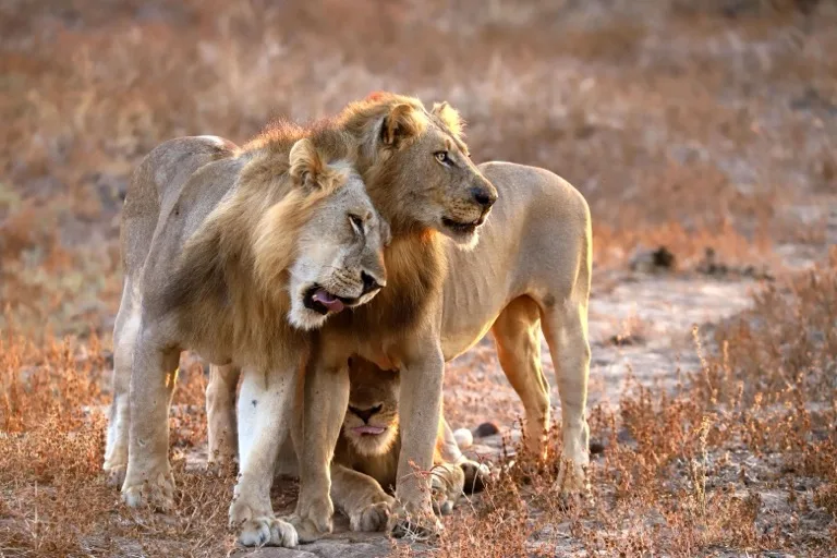 Lower Zambezi National Park 1