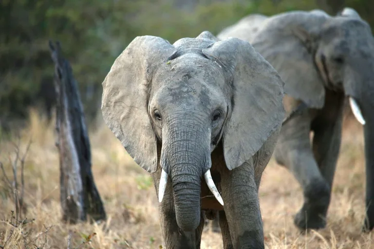 Lower Zambezi National Park