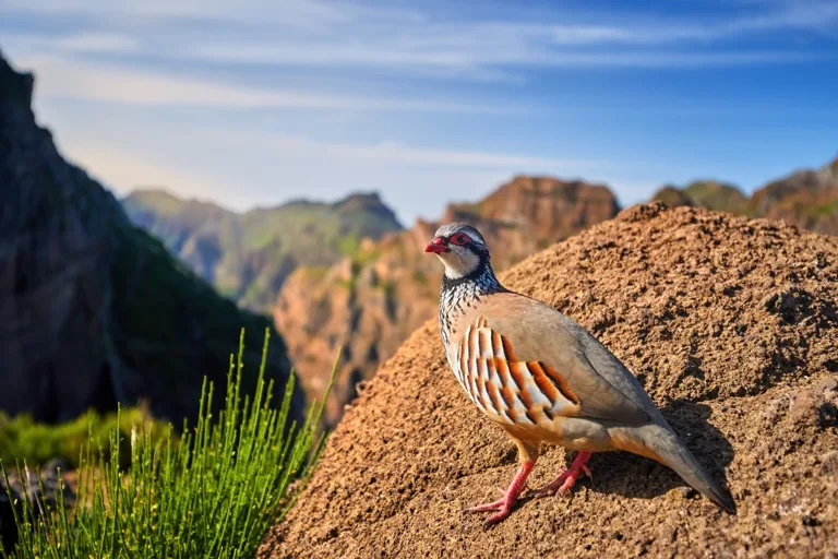 Madeira Natural Park