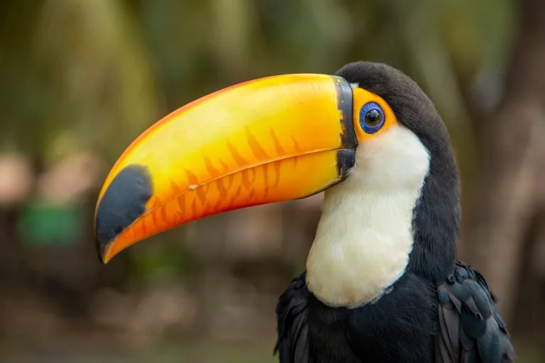 Madidi National Park